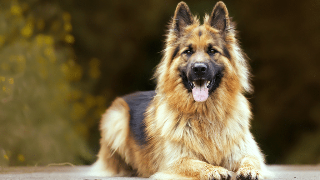 Are German Shepherds Good Guard Dogs? Explained