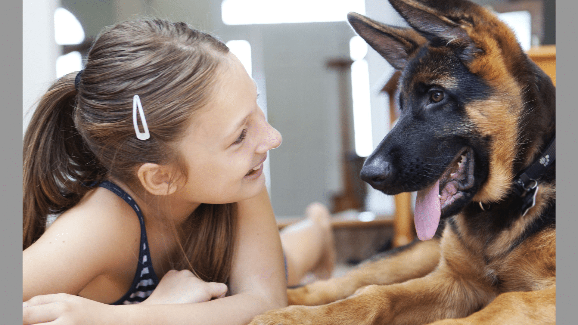 Are_German_Shepherds_Good_Family_Dogs_and_Guard_Dogs