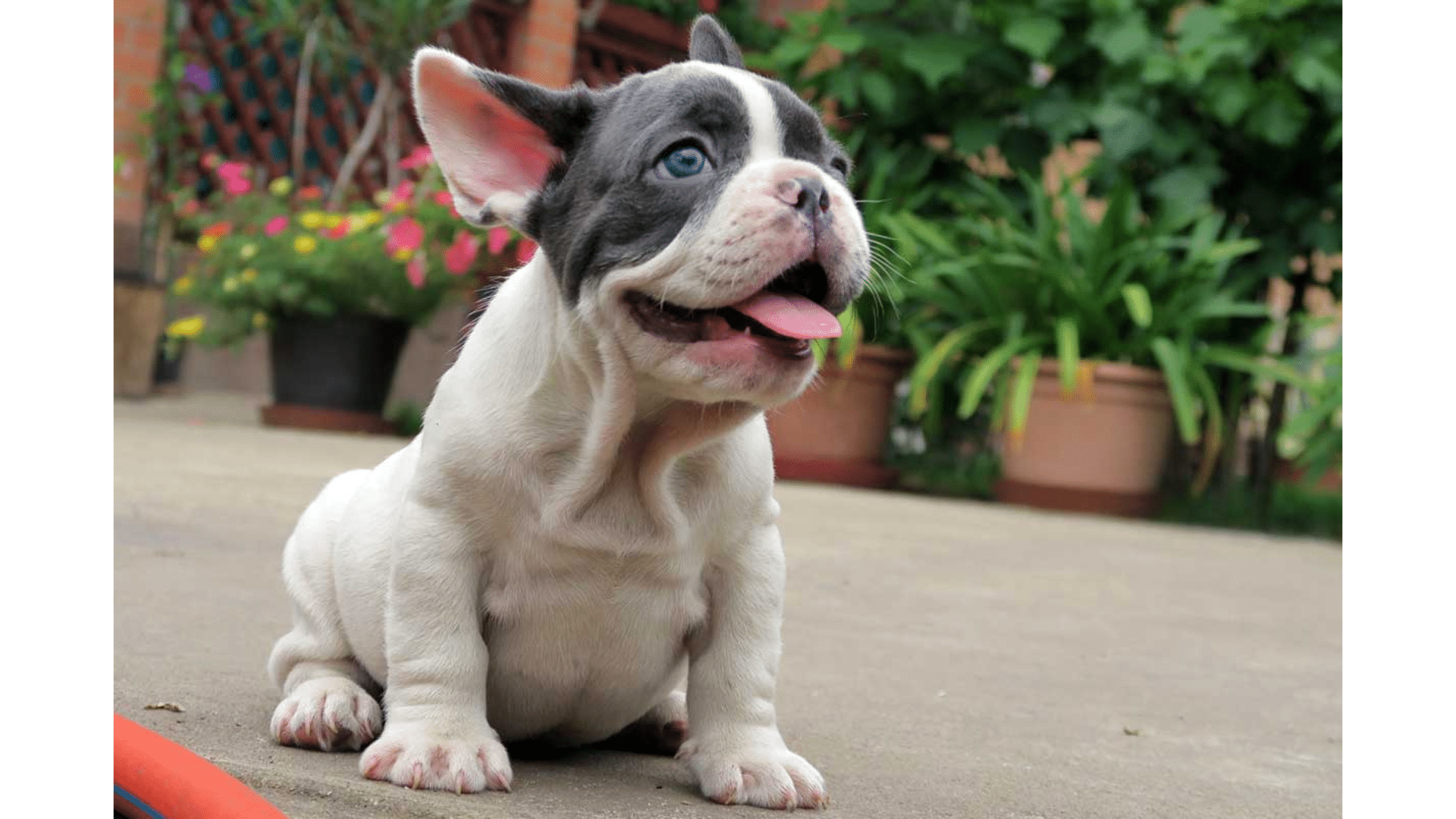 Blue_Pied_Frenchie