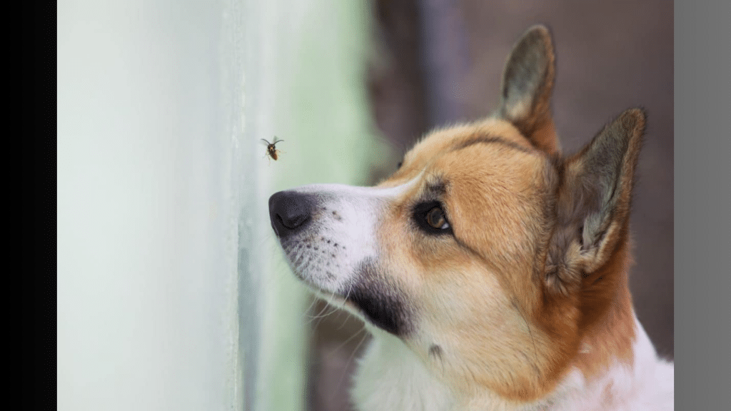Can Dogs Eat June Bugs: Everything You Need to Know