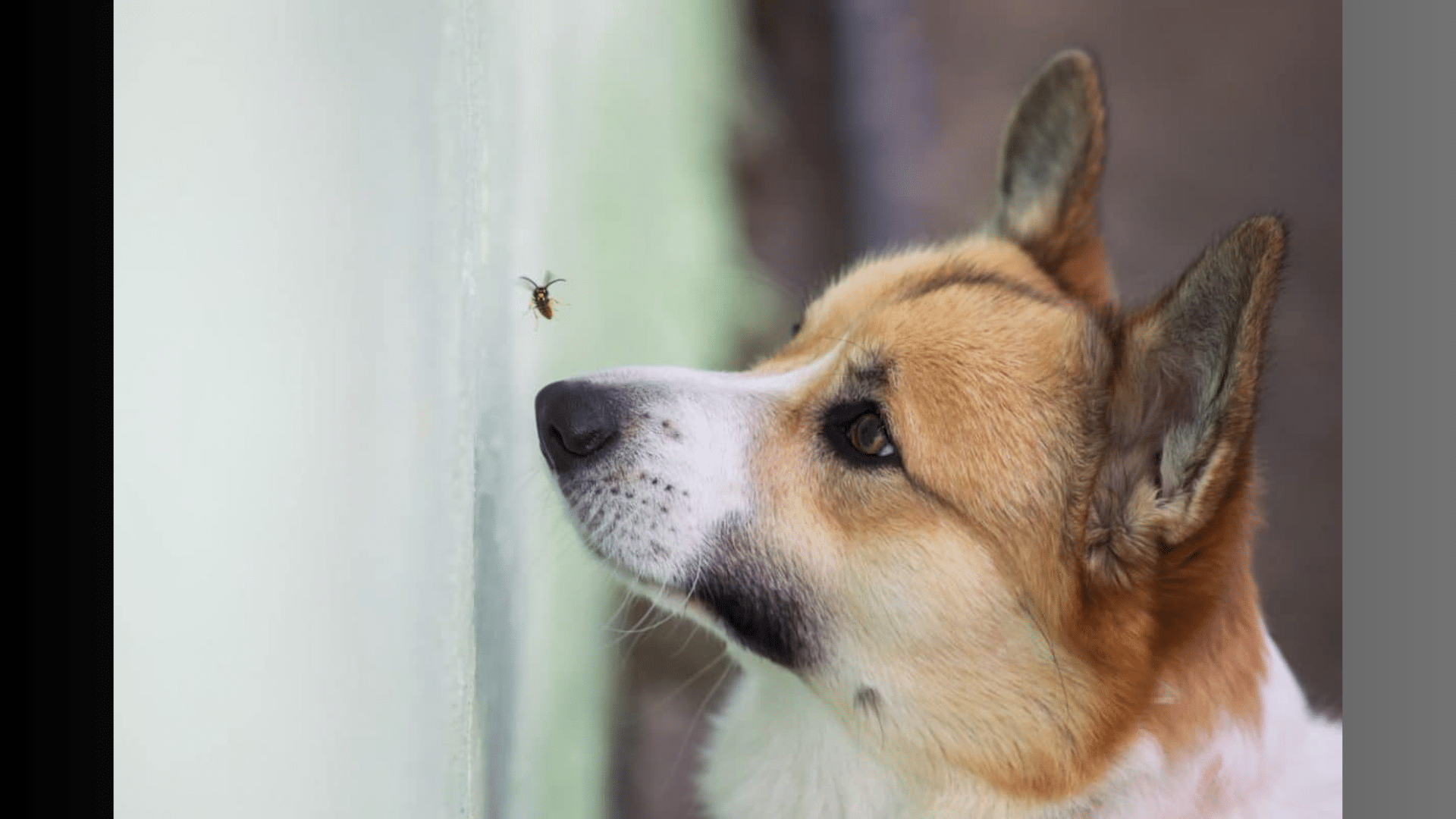 Can Dogs Eat June Bugs: Everything You Need to Know