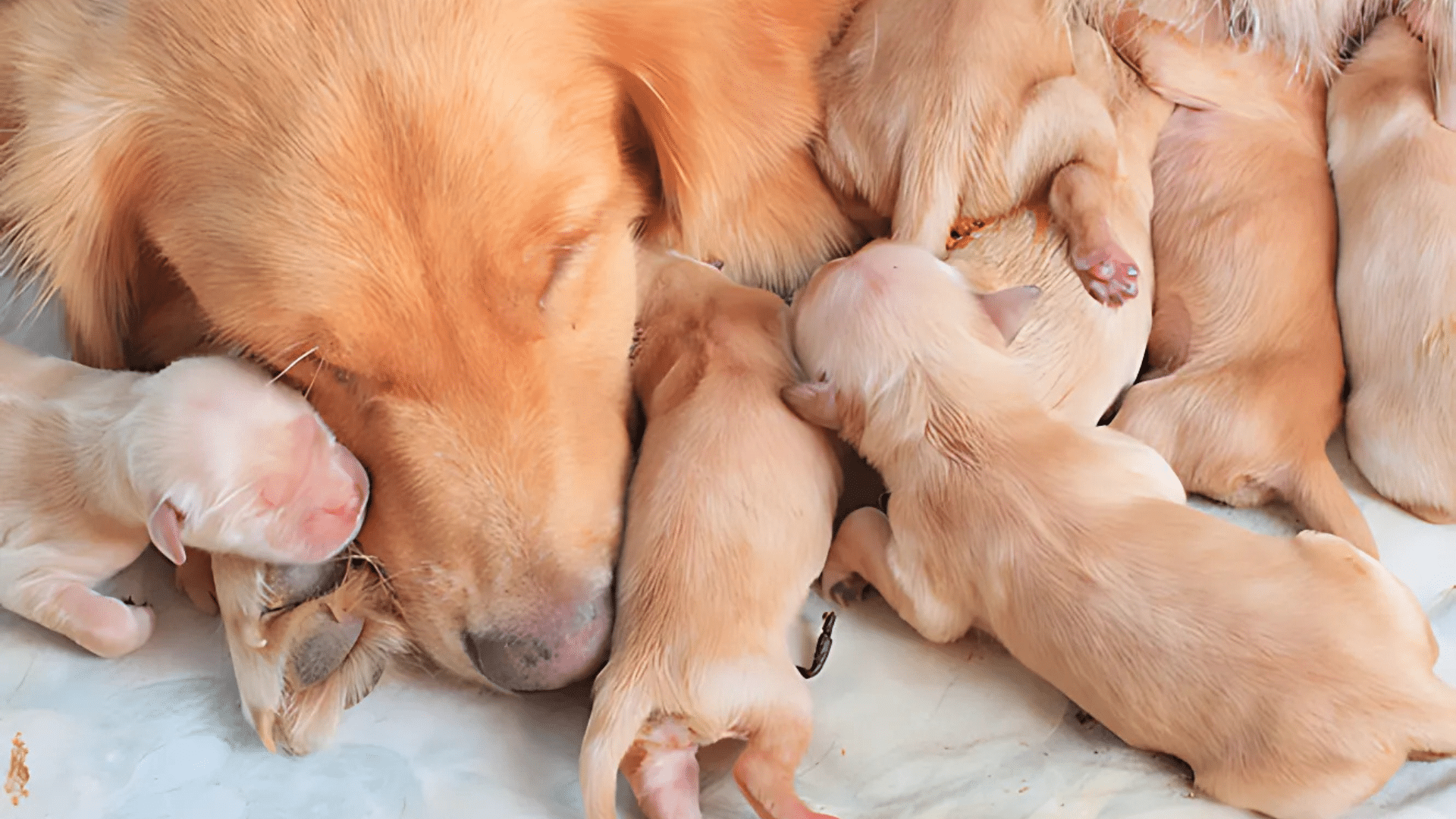 Caring_for_Newborn_Puppies_After_Birth