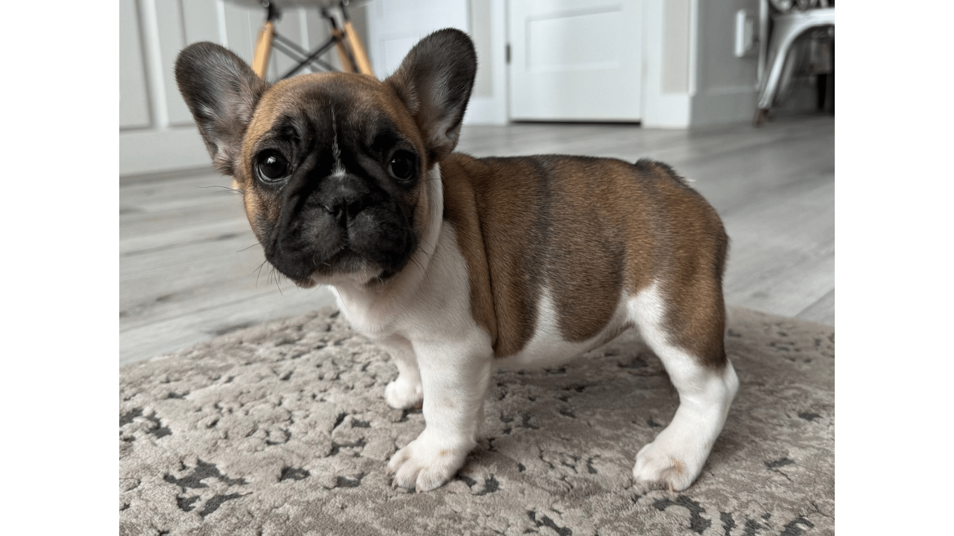 Fawn_Pied_Frenchie