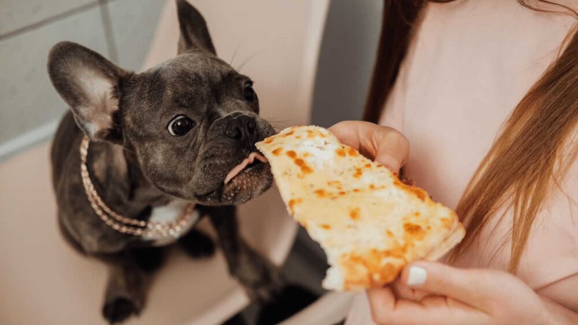 Food that Worsens French Bulldog’s Farts
