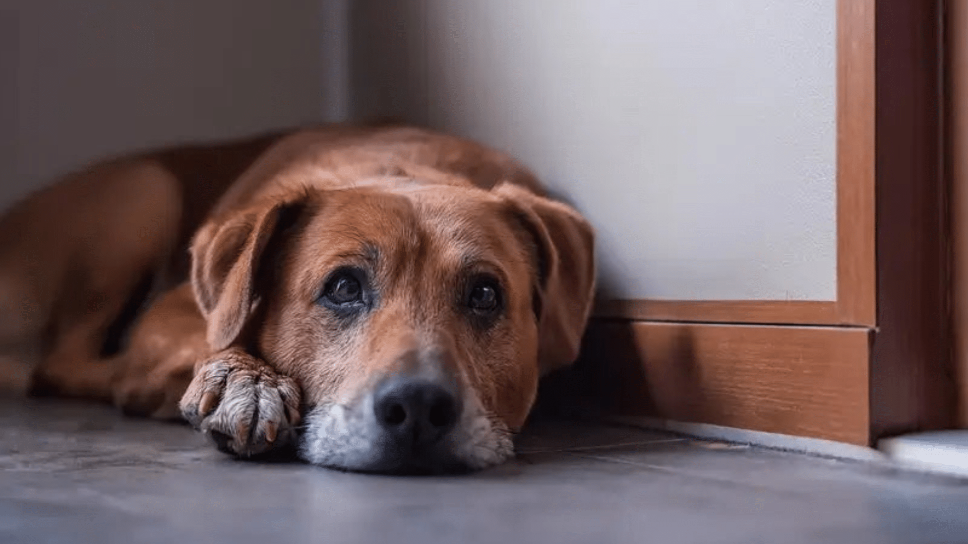 Health_Risks_Relating_to_Dogs_Holding_Their_Pee_for_Too_Long