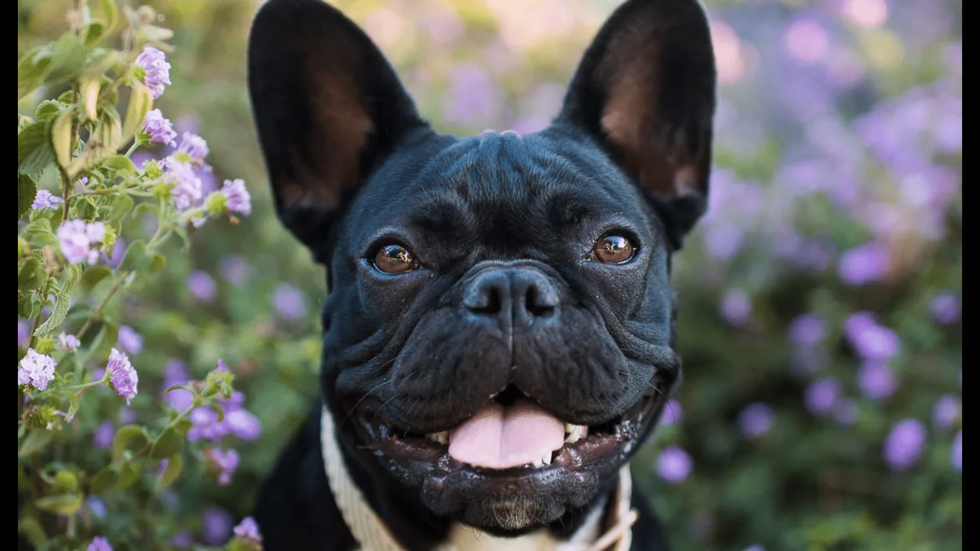 How Many Puppies Do French Bulldogs Have? Find Out Now