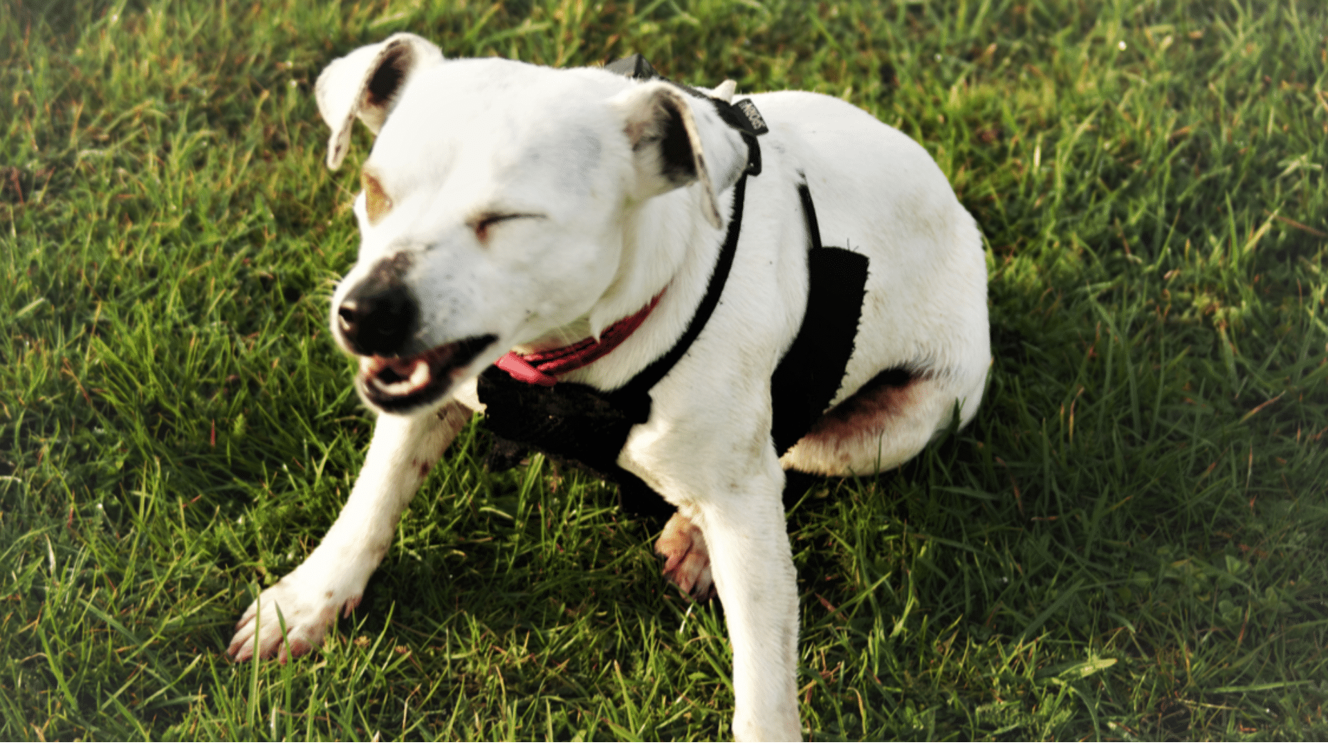 How to Make a Dog Sneeze Without Harming Their Health