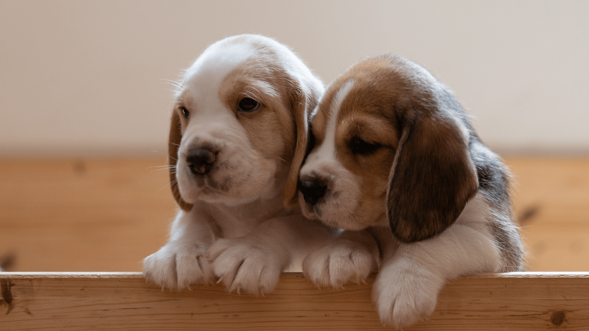 Is_Littermate_Syndrome_Real_or_a_Myth