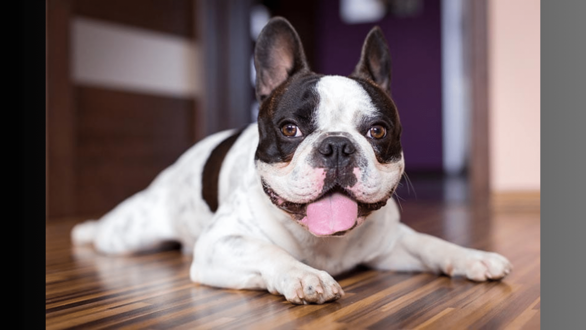 Piebald Frenchie: The Spotted Bulldog Everyone Loves