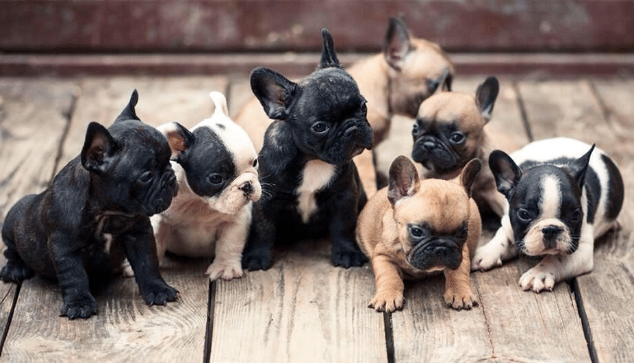 Reproductive_Limitations_of_a_French_Bulldog
