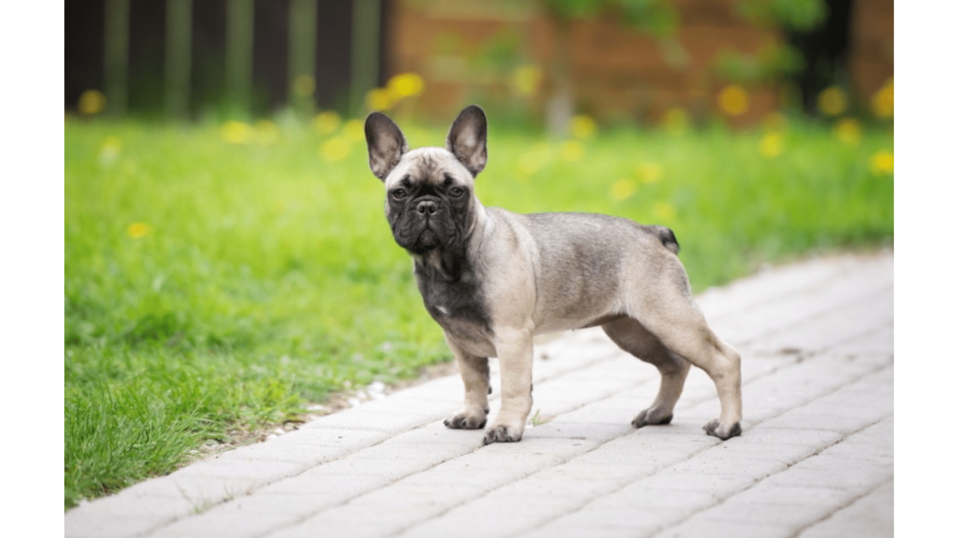 Sable_Pied_Frenchie