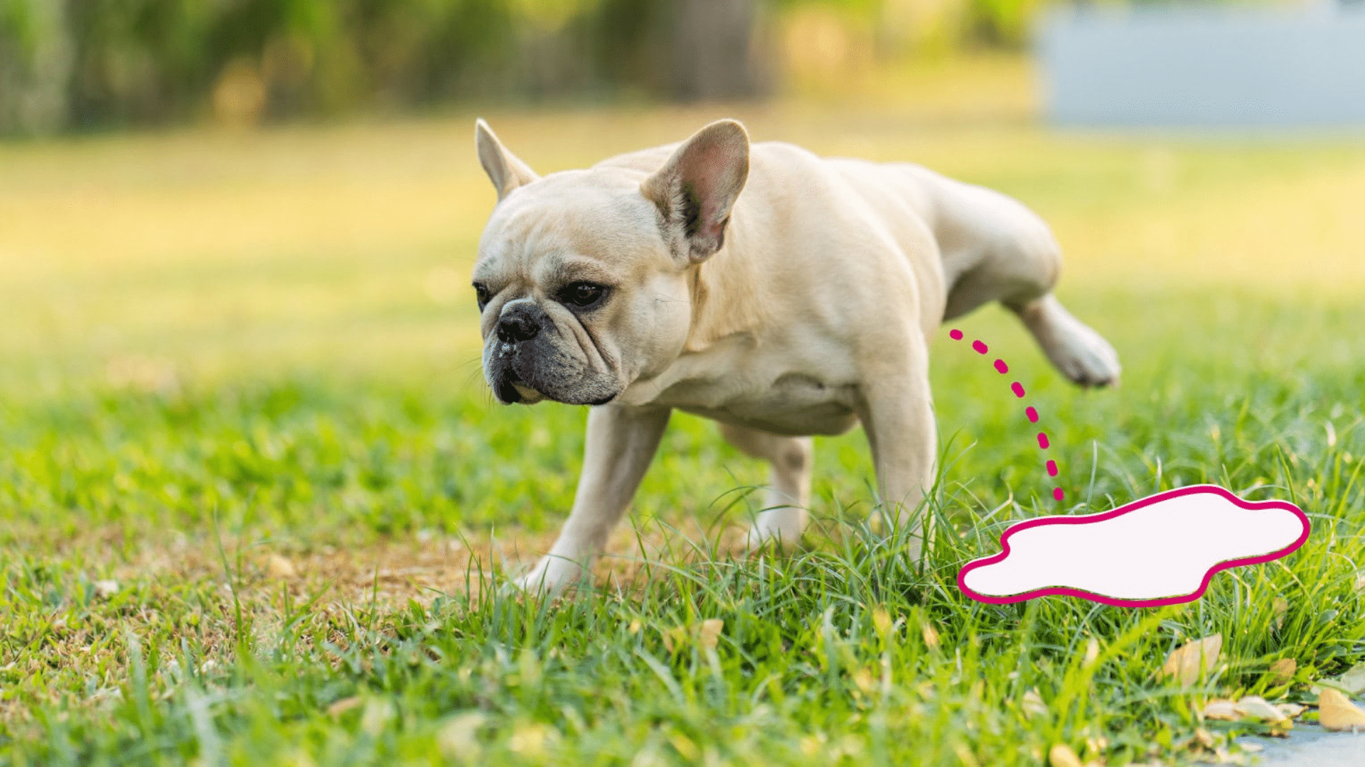 Truth or Myths: Can Dogs Hold Their Pee for 24 Hours?