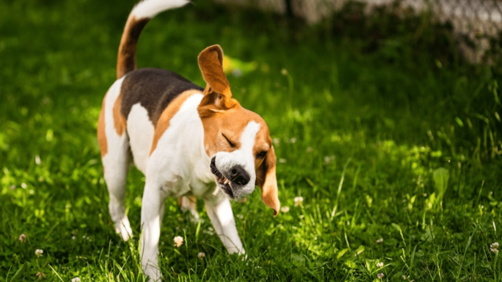 Understanding_Dog_Shaking_Signs_Causes_and_Solutions