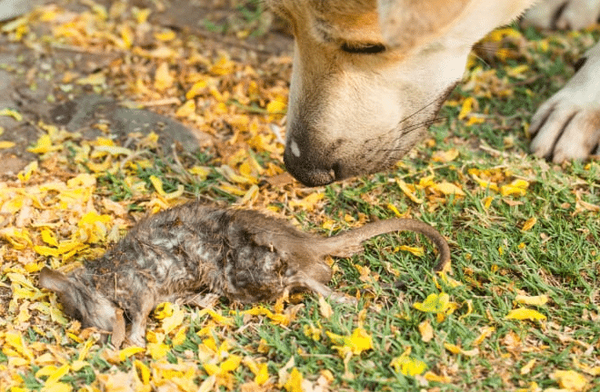 What_To_Do_If_Your_Dog_Eats_a_Mouse_Step-by-Step_Response