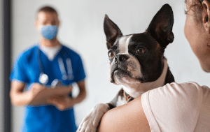 When to Contact Your Vet