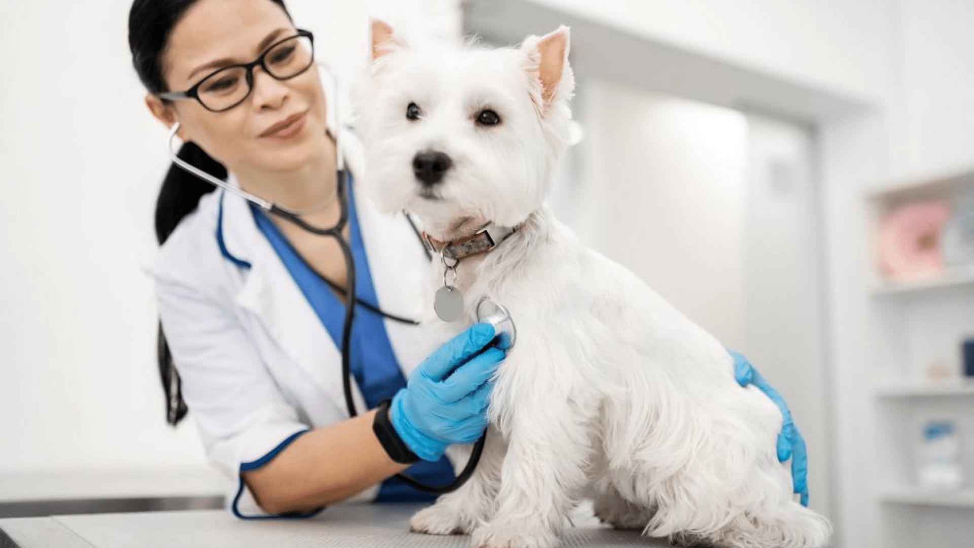 When_to_Seek_Help_from_Your_Vet