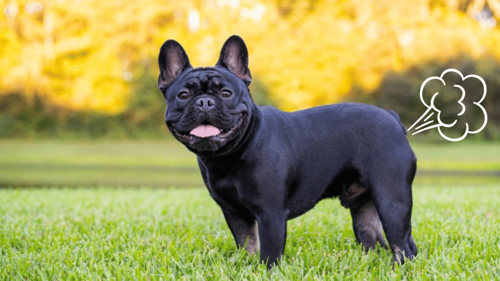 Why do French Bulldogs Fart so Much?