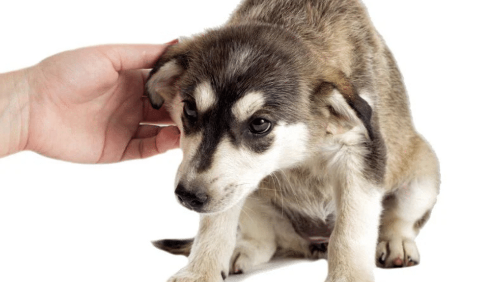 Why is My Dog Shaking and Acting Weird all of a Sudden?