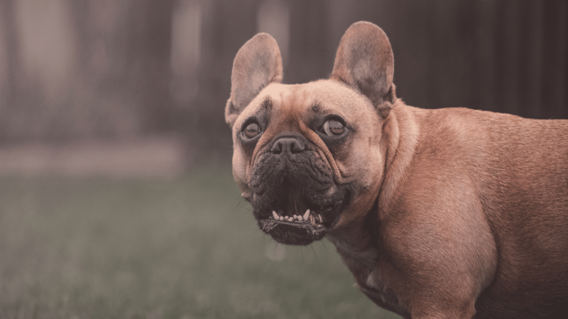 Essential Requirements for French Bulldog Stud