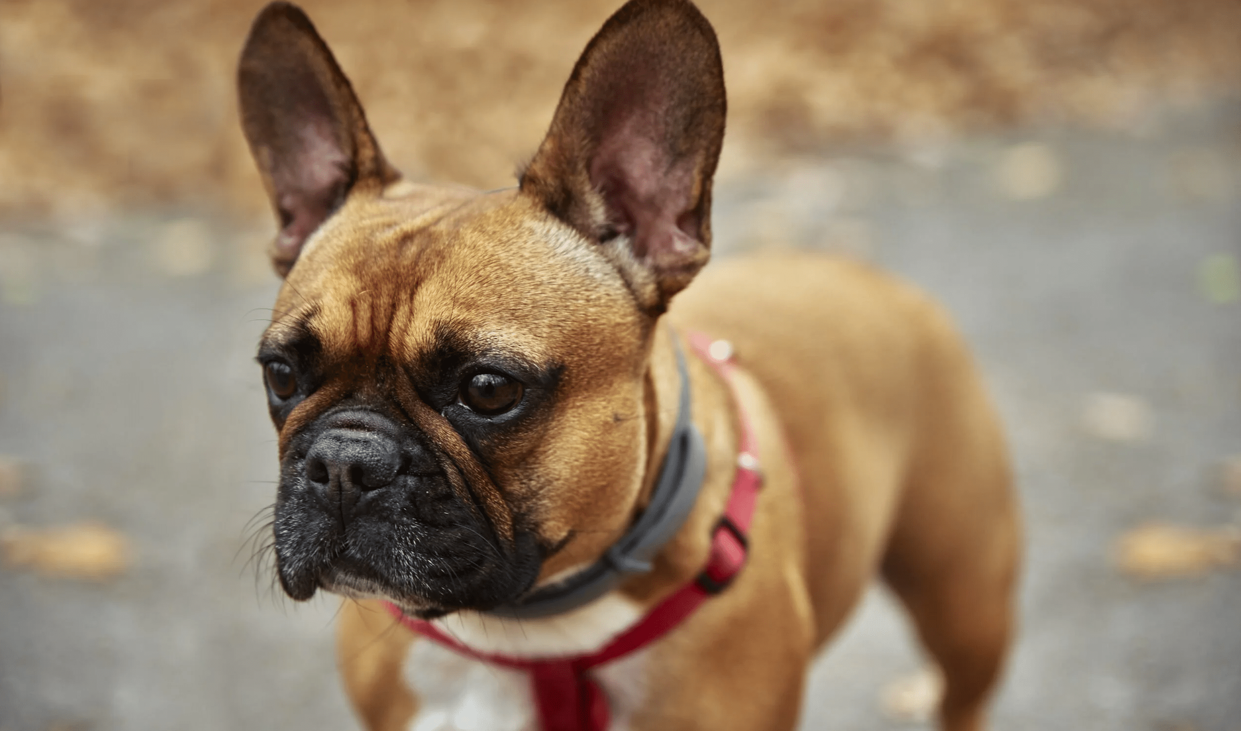 French Bulldog Stud Service Contracts and Legal Agreements