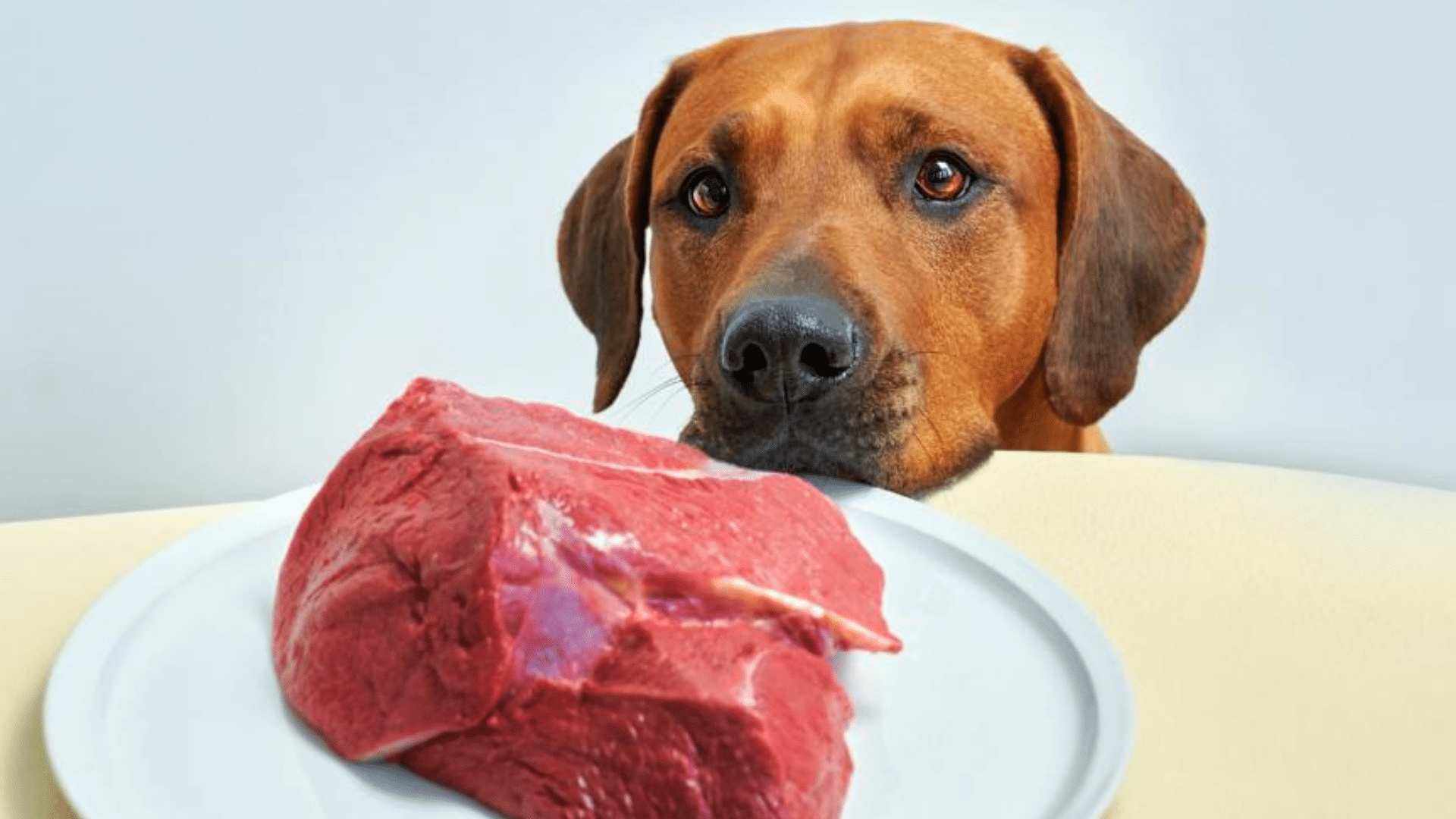 Health Risks Related to Your Dog Eating Spoiled Meat