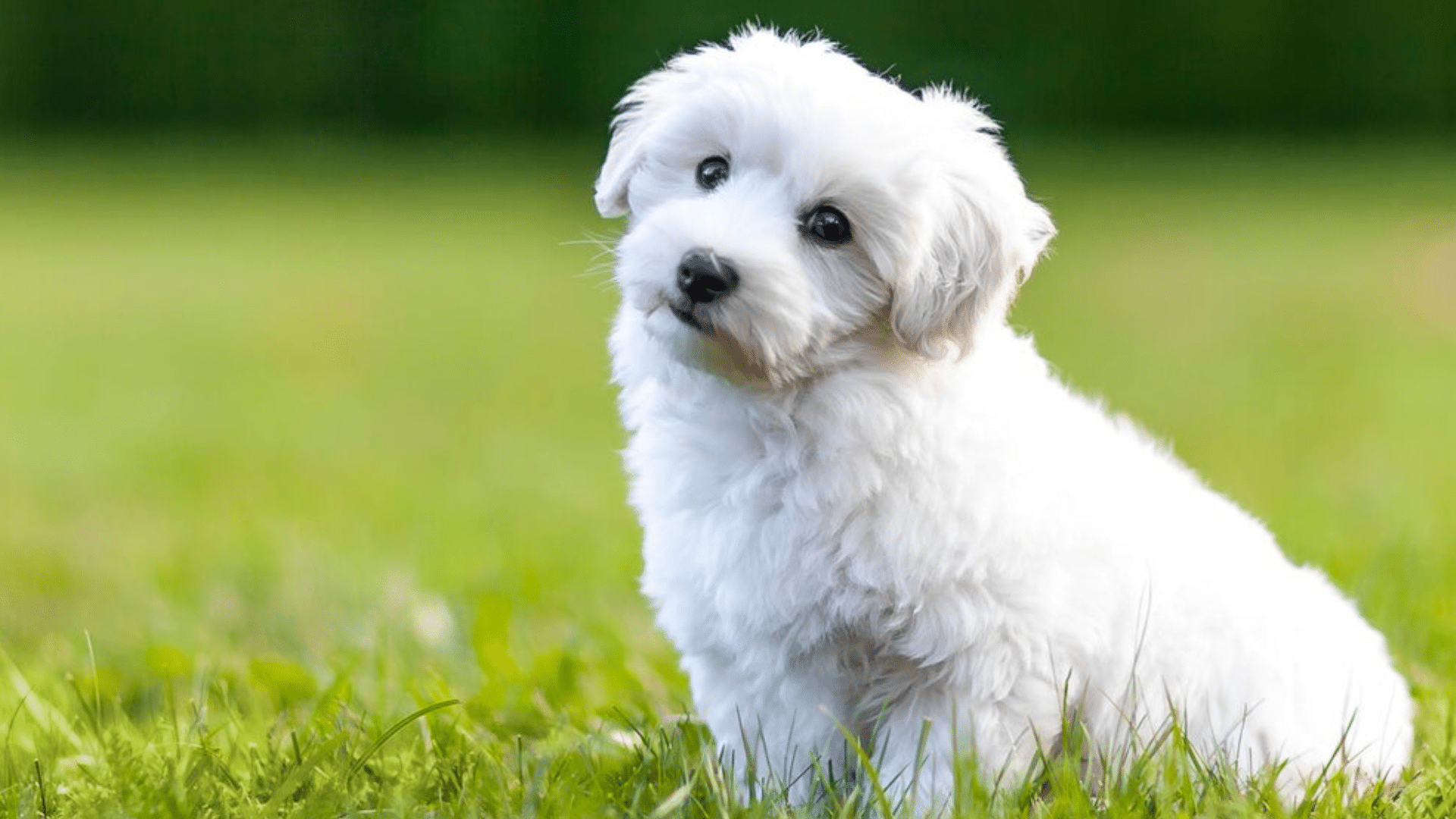 Why Do Dogs Foam at The Mouth