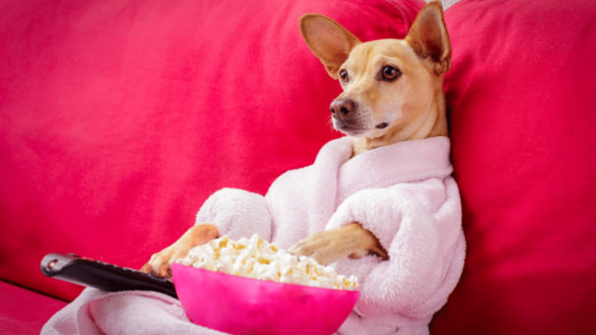 What Type of Content is Best for Dogs?