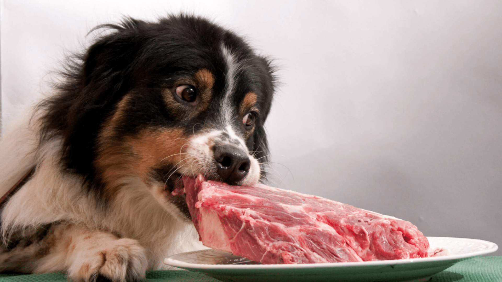 can-dogs-eat-spoiled-meat