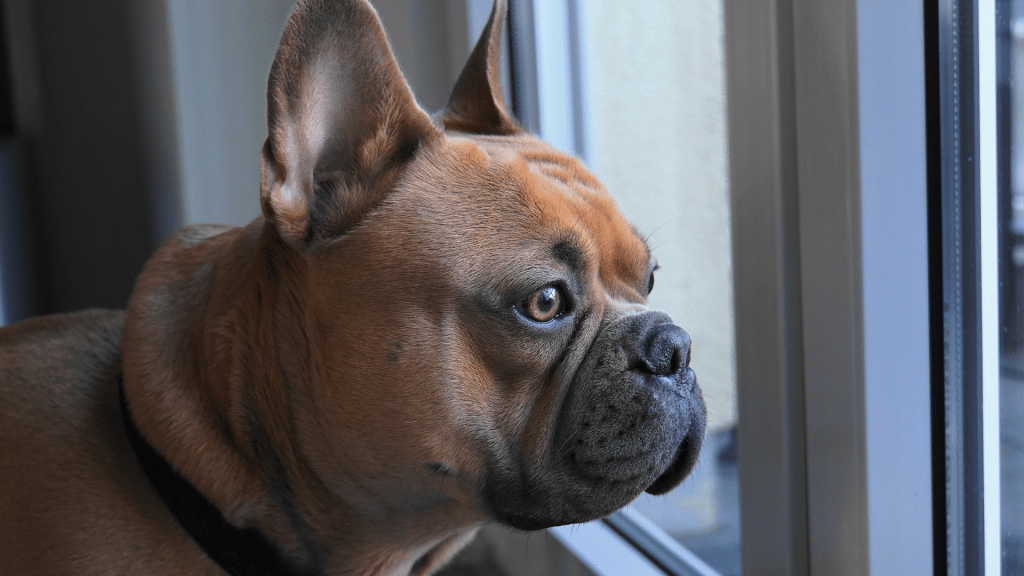 french bulldog stud fee