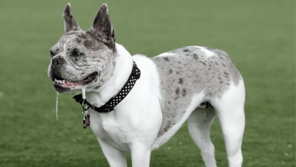 why-do-dogs-foam-at-the-mouth