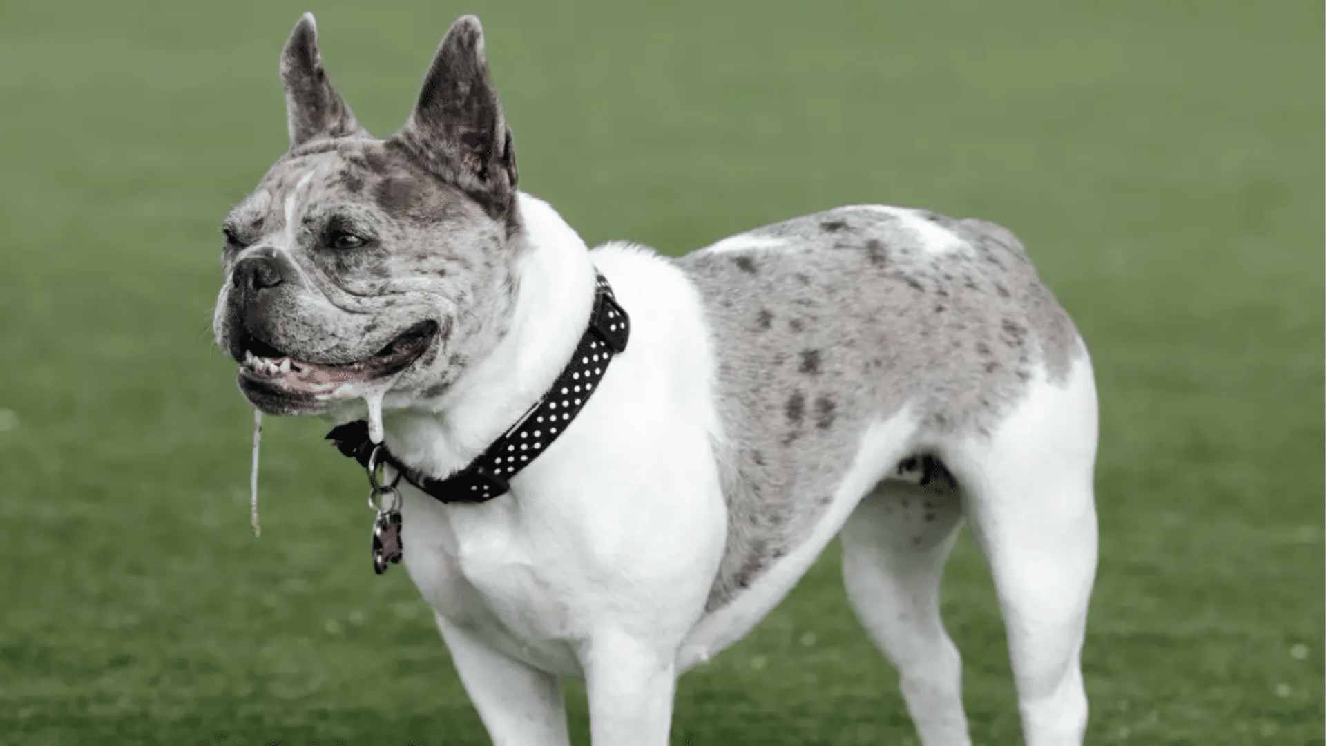 why-do-dogs-foam-at-the-mouth