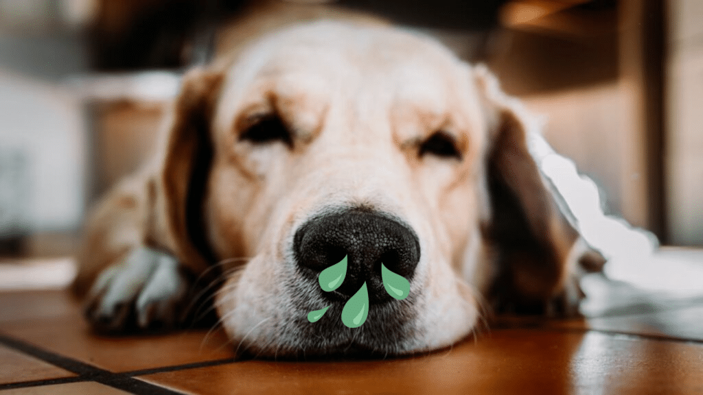 why-is-my-dogs-nose-running