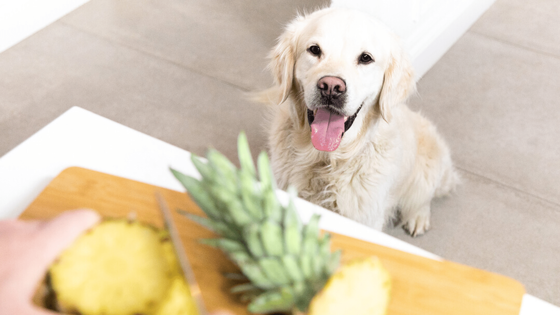 Are Dogs Allergic to Pineapple and How Much Is Safe to Feed Them