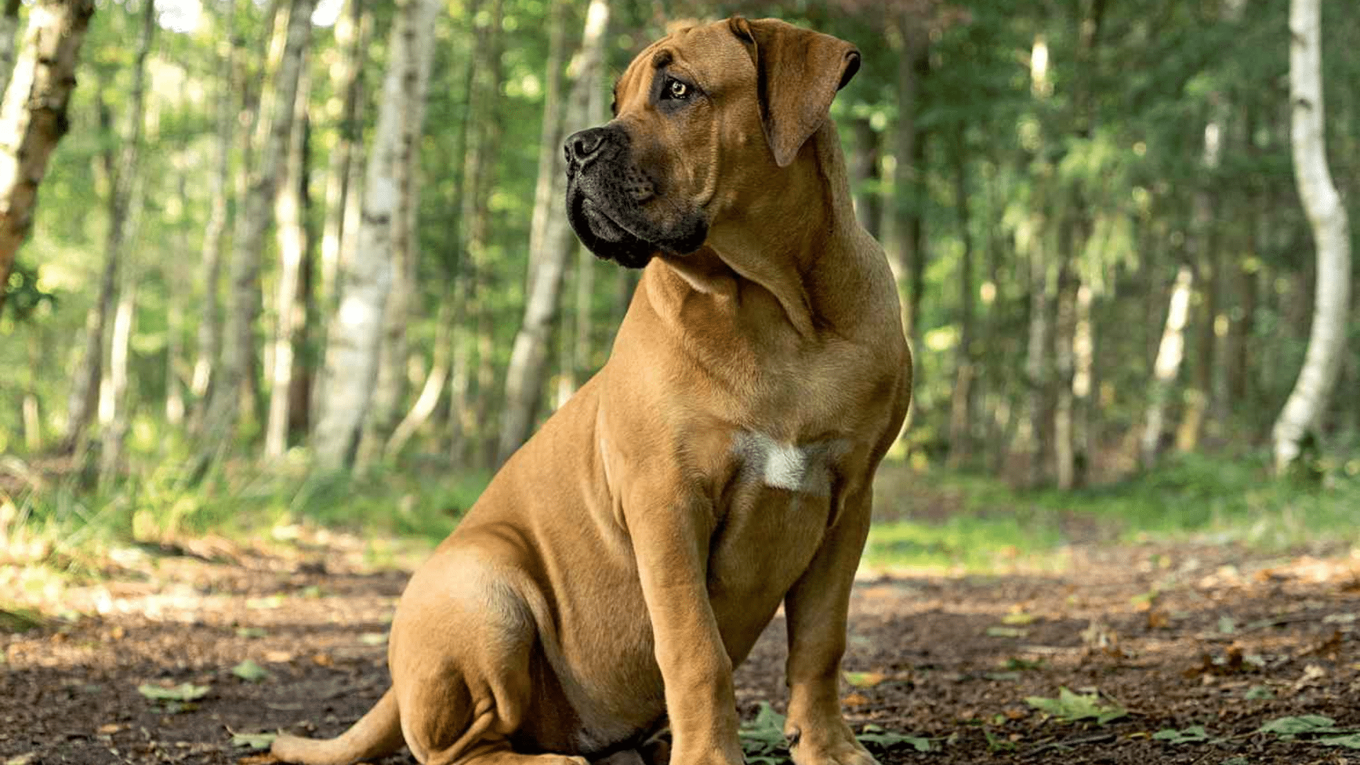 Boerboel