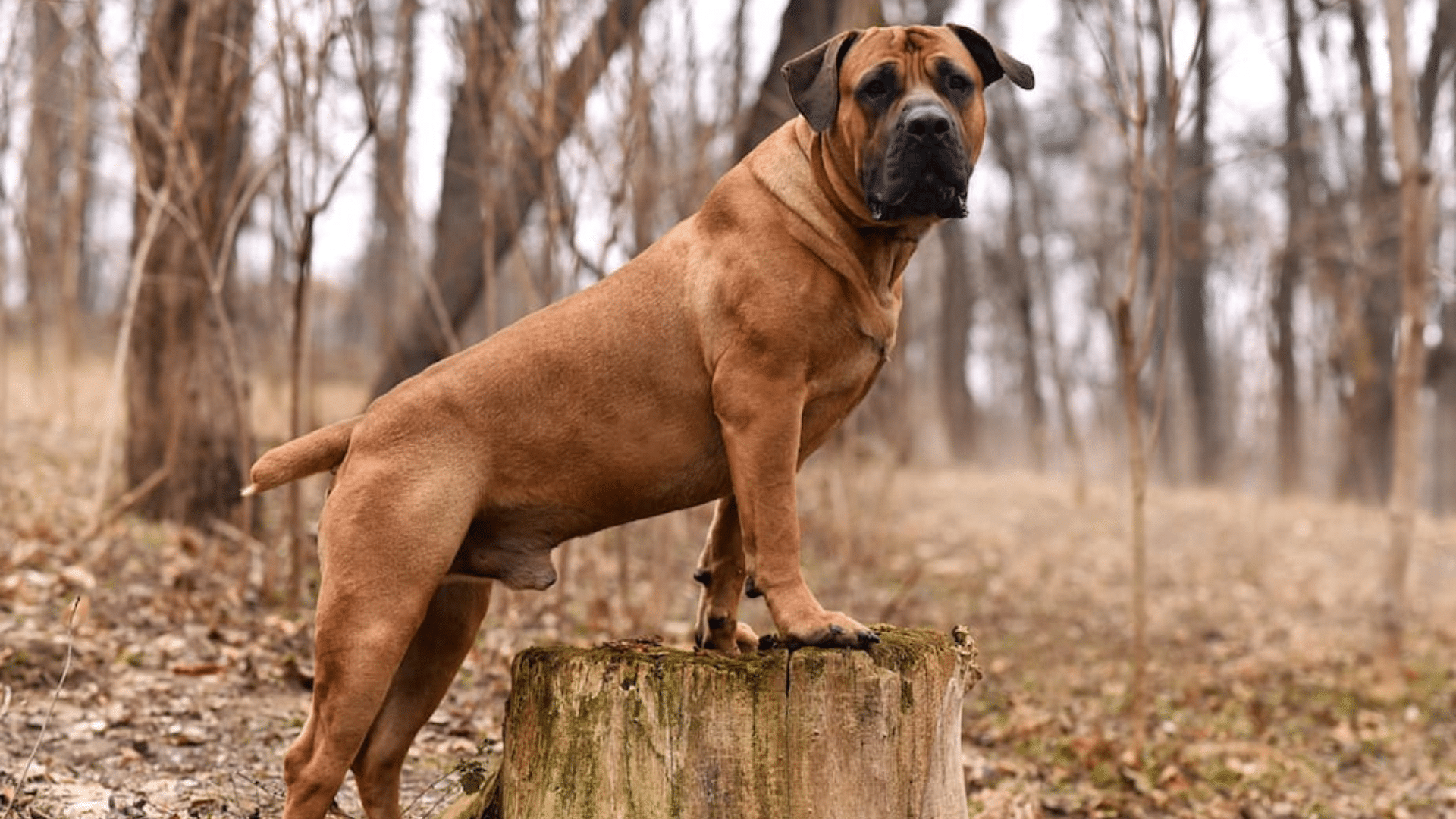 Boerboel