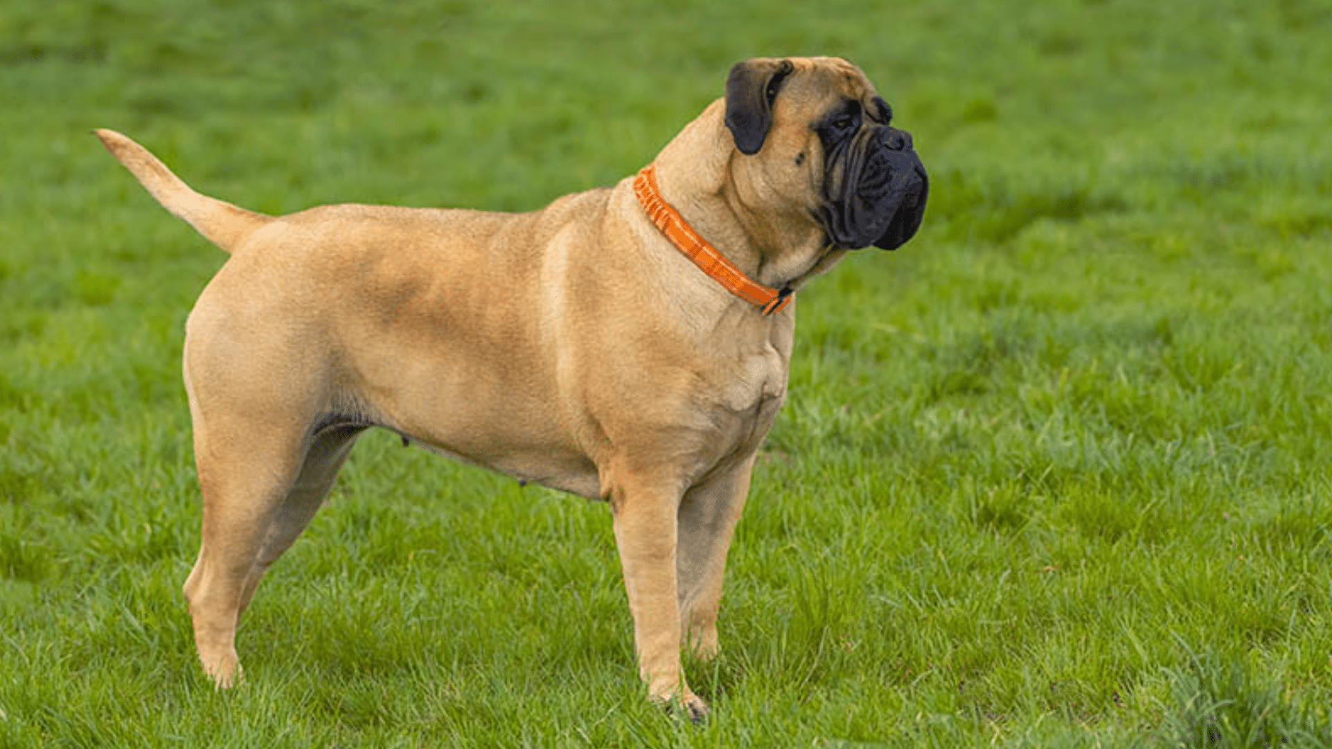 Bullmastiff