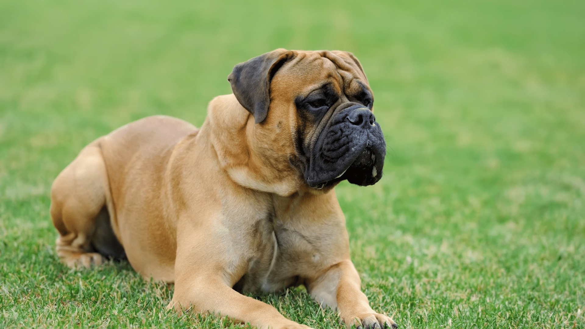 Bullmastiff