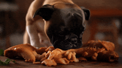 Can-French-Bulldogs-Eat-Chicken-Every-Day