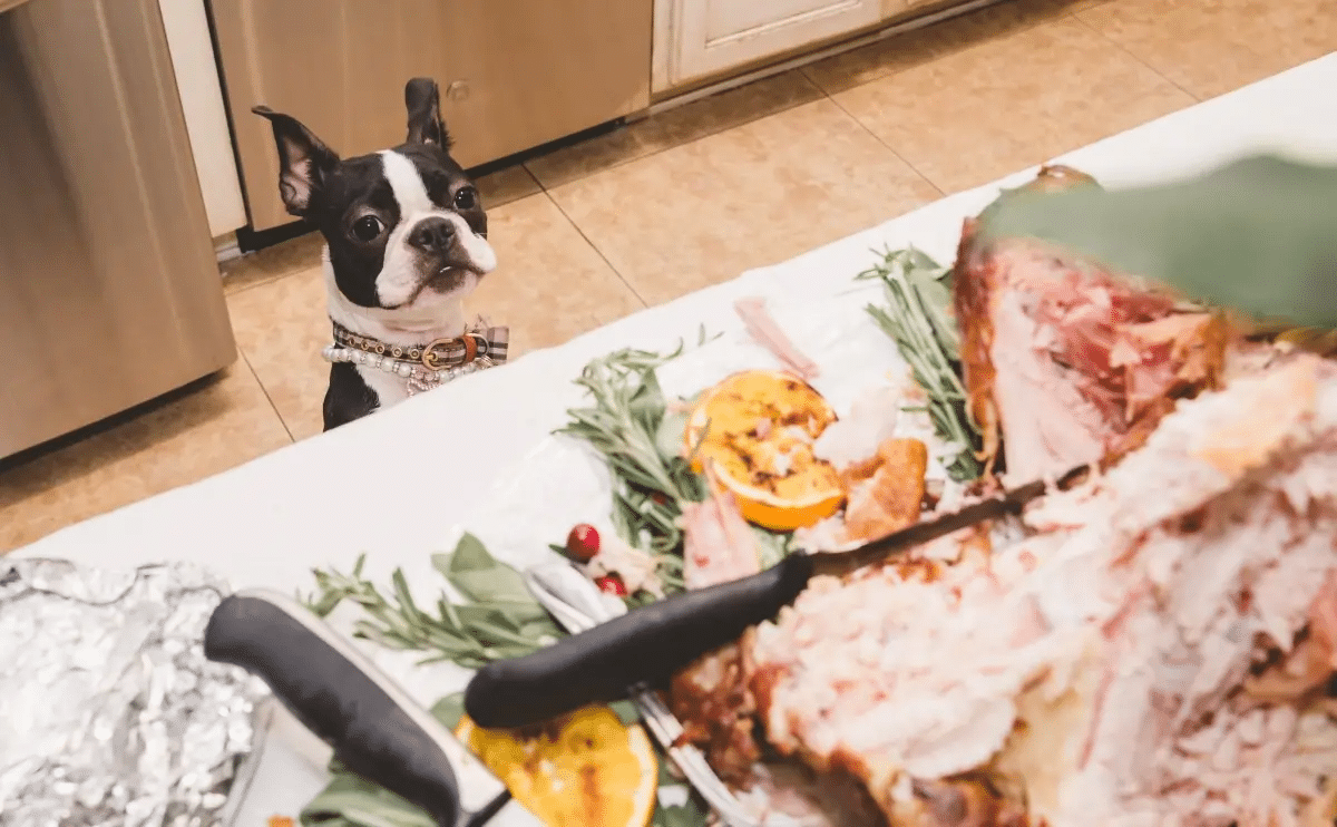 Can-dogs-eat-raw-chicken-featured-image