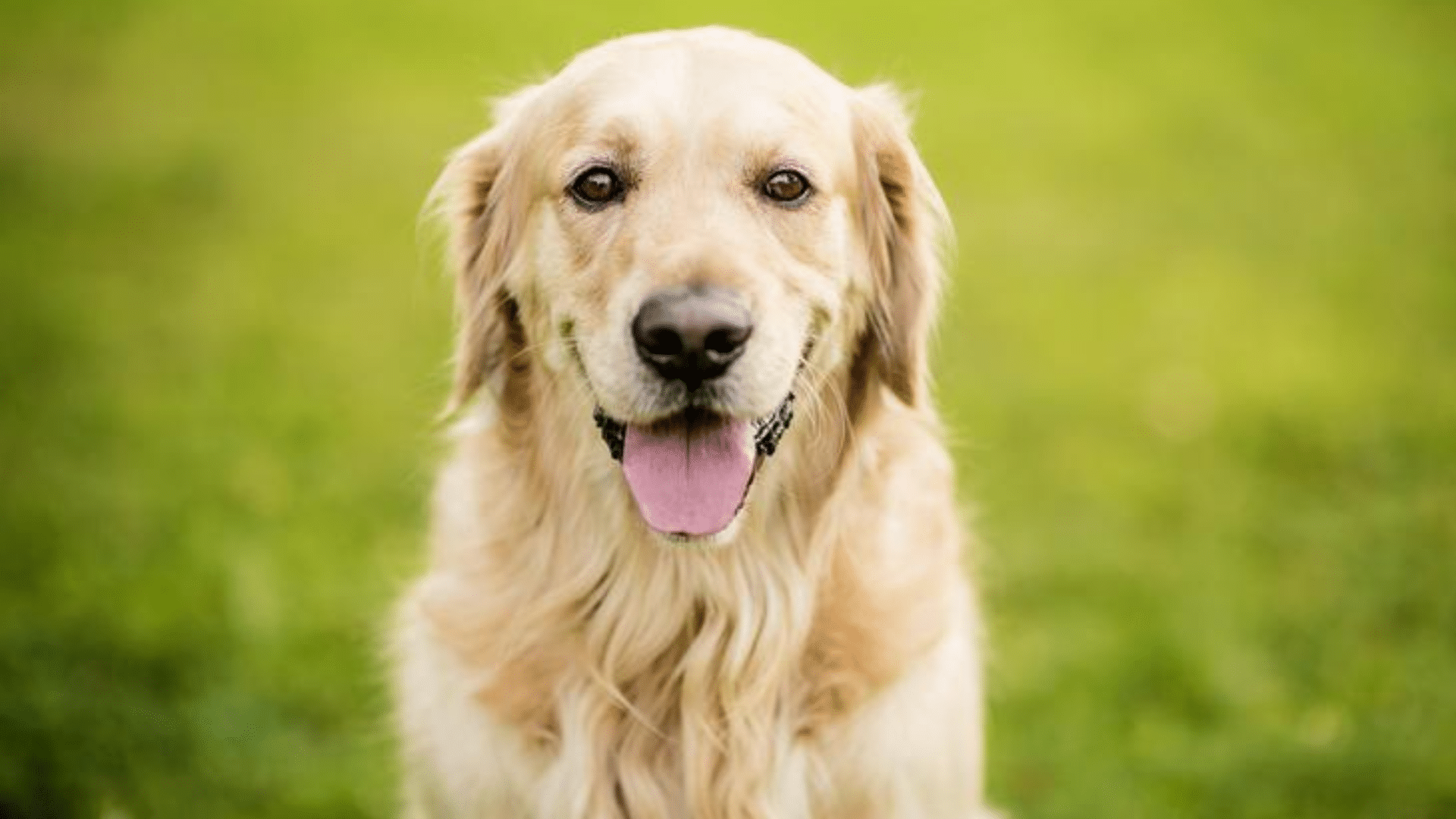 Common Health Issues That Affect Longevity