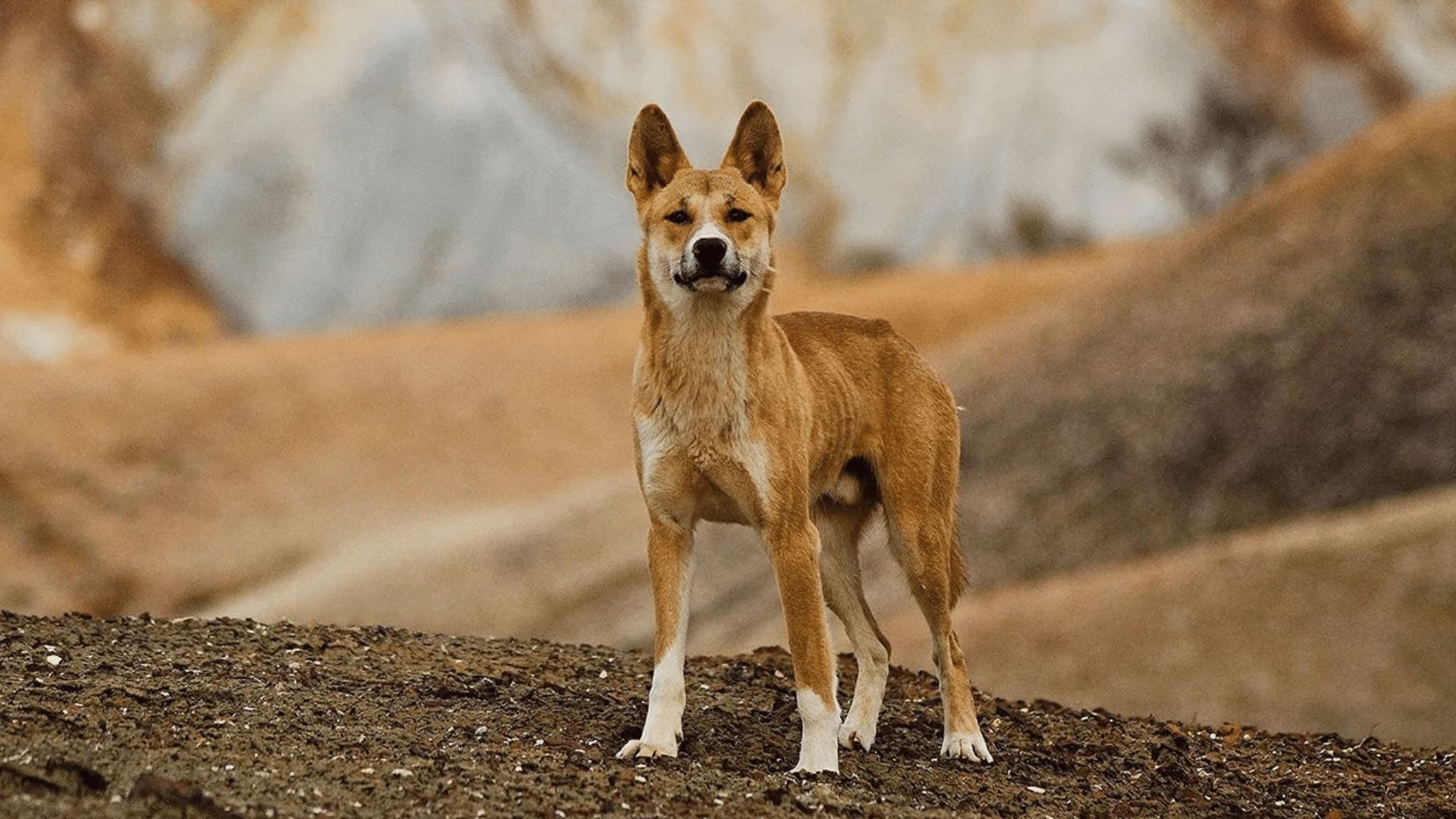 Dingo