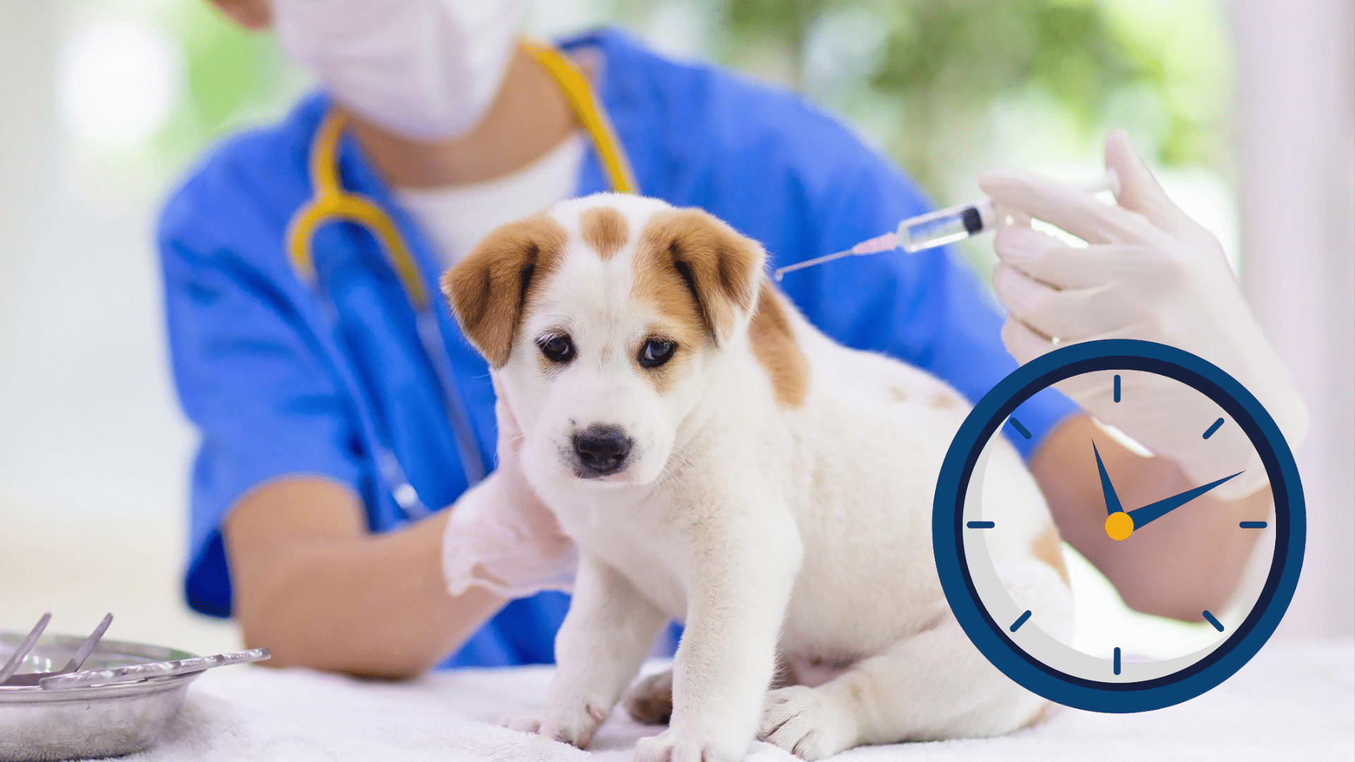 How Long Is a Rabies Vaccine Valid