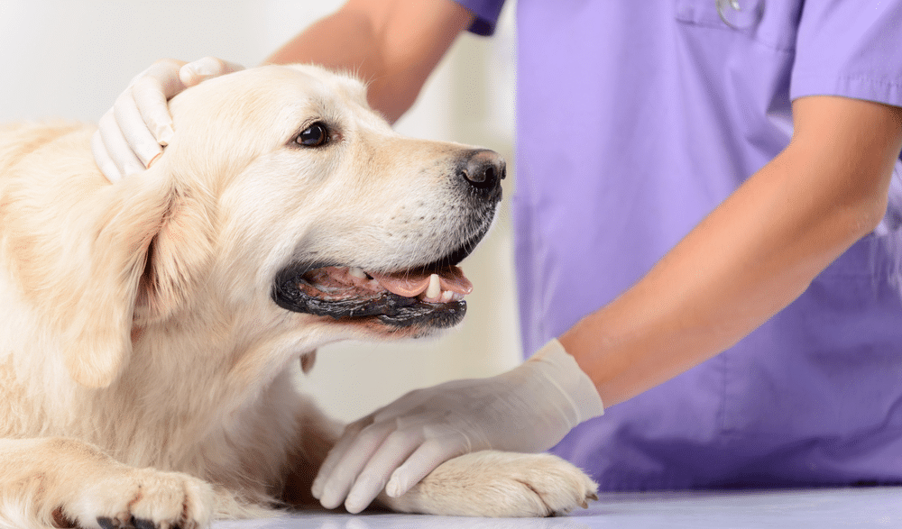 How Vets Diagnose Sudden Lumps on Dog Under Skin