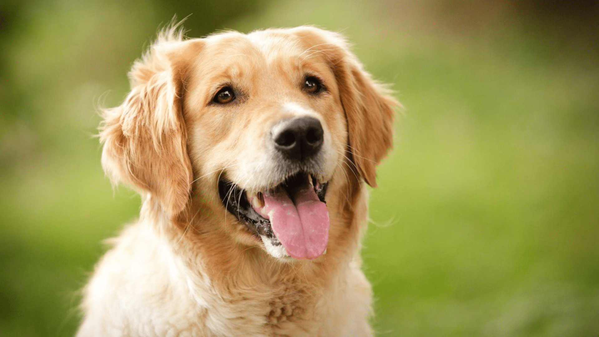 How long do Golden Retrievers Live