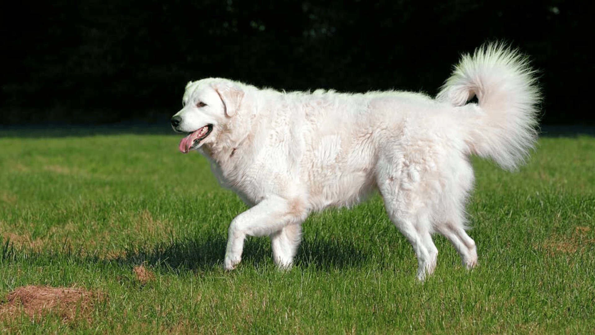 Kuvasz