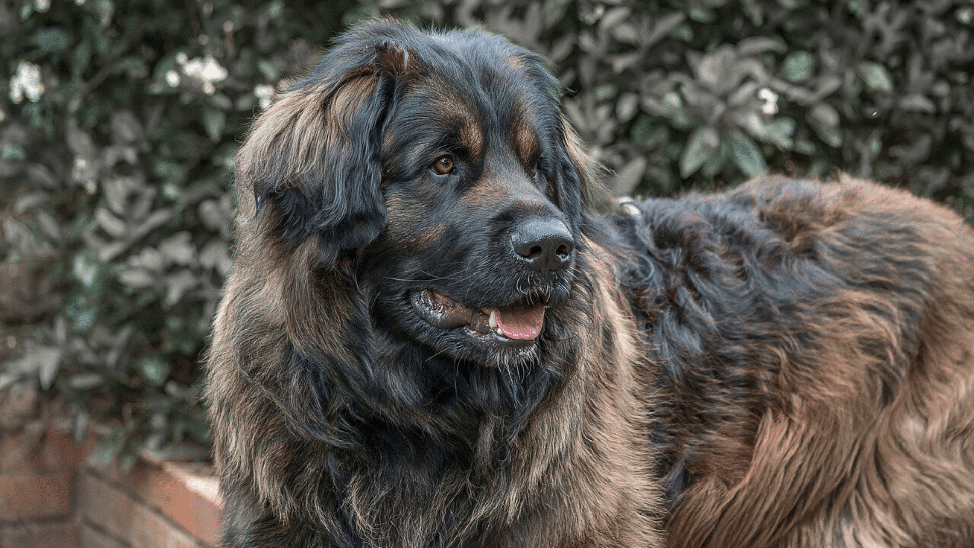 Leonberger (1)