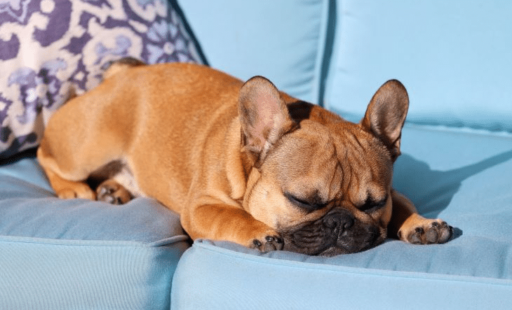 Managing a Chicken Allergy in French Bulldogs