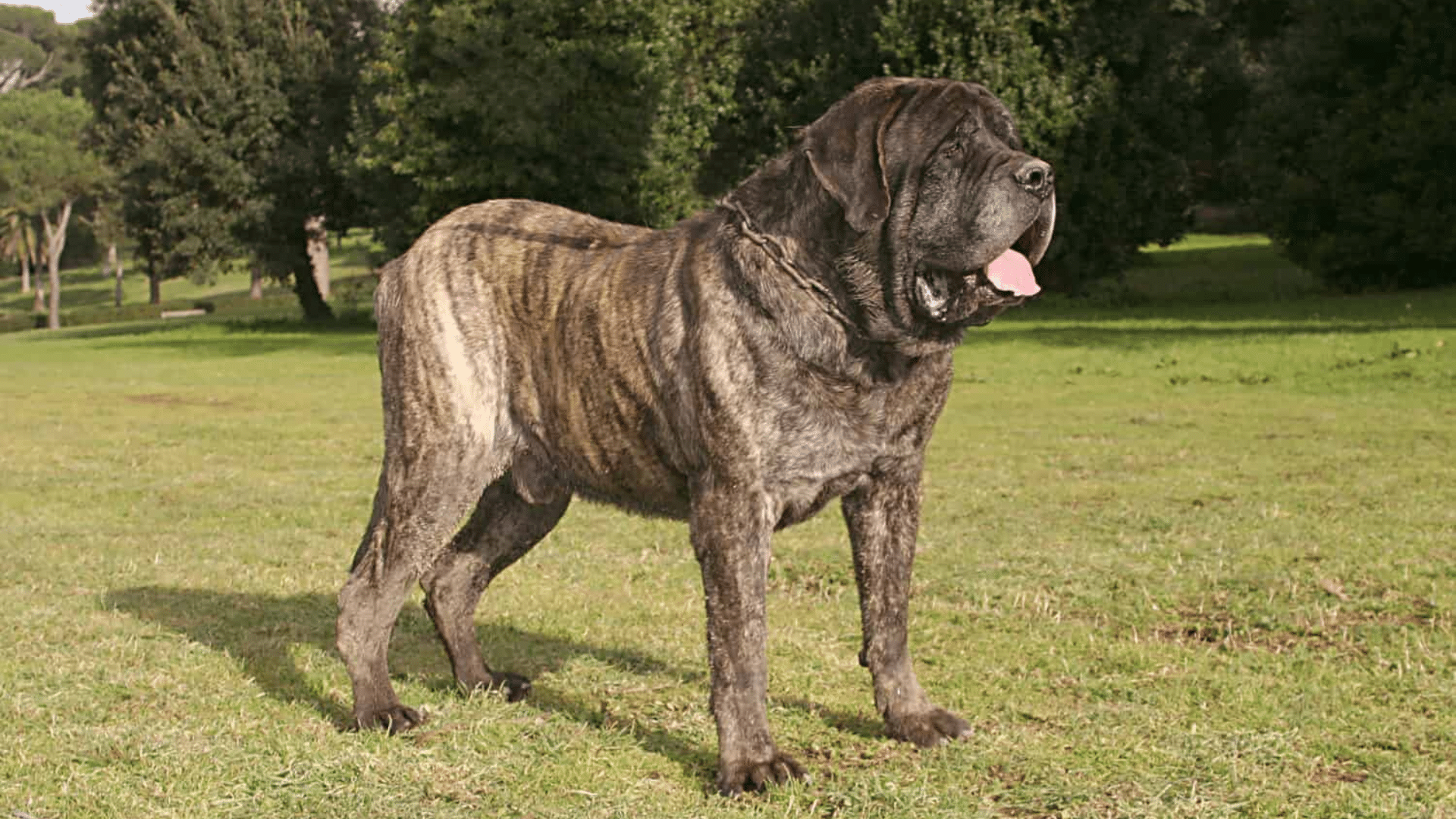 Mastiff