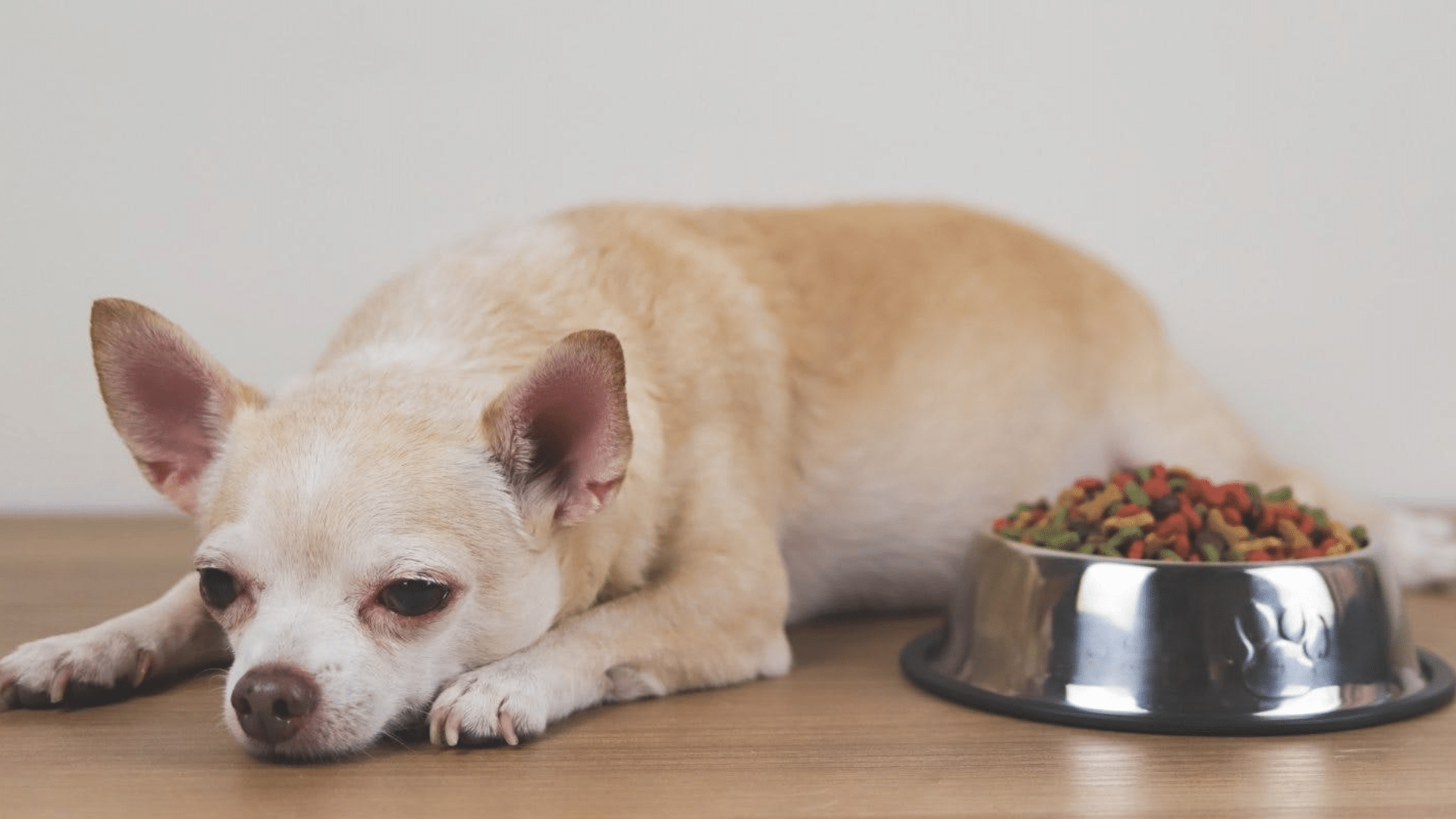 Most-Common-Reasons-Dogs-Stop-Eating-or-Drinking