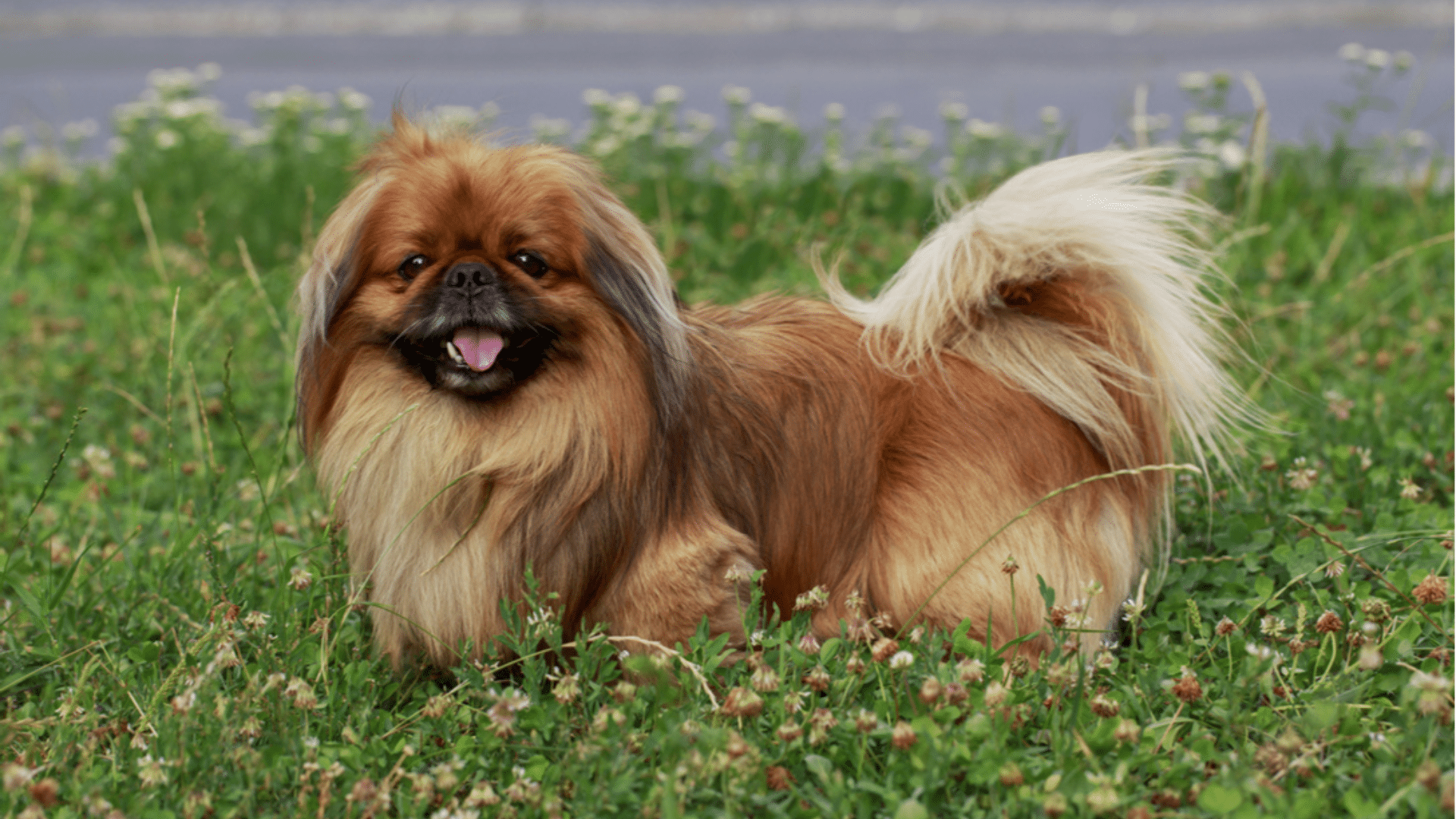 Pekingese